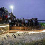 Phillip Island Day Trip from Melbourne with Penguin Plus Viewing Platform - Transport, Group Size, and Overall Value