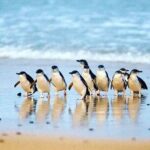 Phillip Island: Golden Hour Penguin Express Tour w/ Island Pickup - FAQ