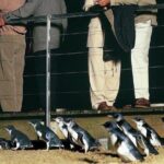 Phillip Island Penguin and wildlife Tour - Key Points