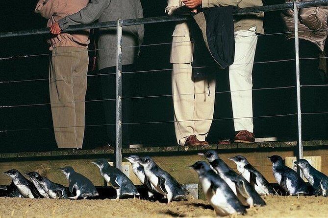 Phillip Island Penguin and wildlife Tour - Key Points