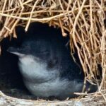 Phillip Island & Penguin Parade Afternoon Eco Tour from Melbourne - Transportation & Group Size