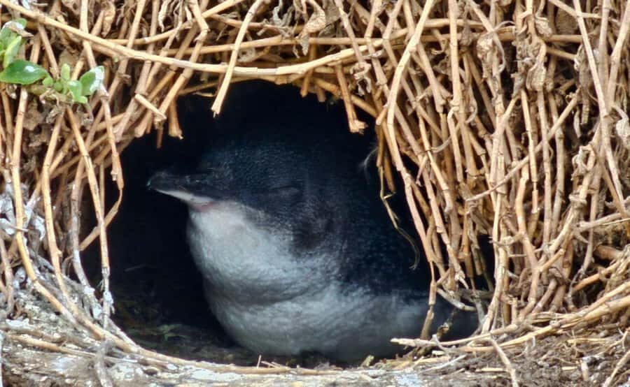 Phillip Island Penguin Parade Afternoon Tour from Melbourne - What Travelers Say