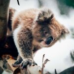 Phillip Island: Penguin Parade and Multi Attraction Pass - Practical Details: What to Expect and How to Prepare