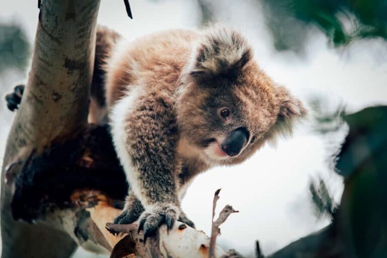 Phillip Island: Penguin Parade and Multi Attraction Pass - Practical Details: What to Expect and How to Prepare