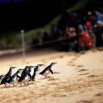 Phillip Island Penguin Parade, Wildlife and Beach Boxes Bus Tour - What Makes This Tour Stand Out?