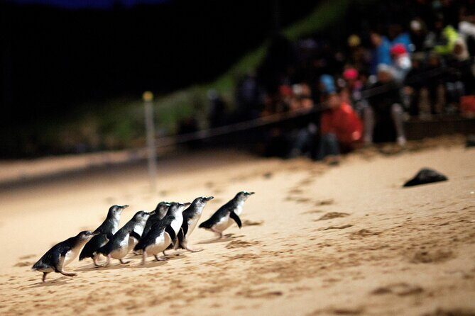 Phillip Island Penguin Parade, Wildlife and Beach Boxes Bus Tour - What Makes This Tour Stand Out?