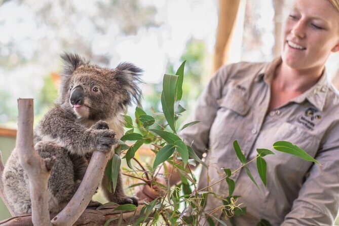 Phillip Island Penguins & Wildlife Day Tour from Melbourne - The Experience in Detail: What You’ll Really Get