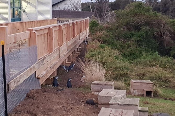 Phillip Island Private Experience - What Makes This Tour Stand Out?