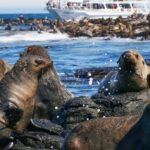Phillip Island: Whale Watching Boat Tour - Who Would Enjoy This Tour Most?