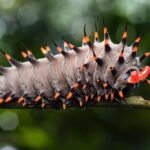 Photography and Nature in Cairns Botanic Gardens Let's Go Buggin - Who Will Love This Tour?