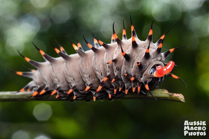 Photography and Nature in Cairns Botanic Gardens Let's Go Buggin - Who Will Love This Tour?