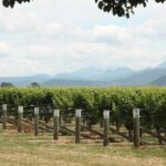 Picton & Blenheim Scenic Tour - The Itinerary: From Scenic Views to Tasty Treats