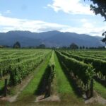 Picton Cruise Ship Shore Excursion Marlborough Wine Tour - FAQs