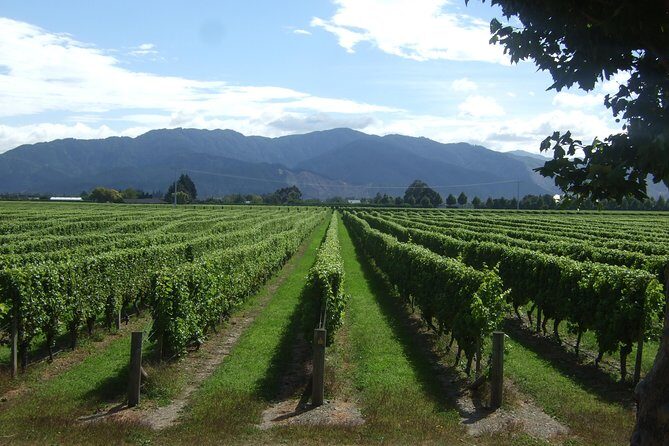 Picton Cruise Ship Shore Excursion Marlborough Wine Tour - FAQs