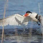 Pilbara Bird Tours - Authentic Experiences & Real Feedback