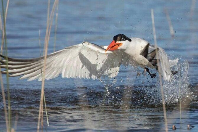 Pilbara Bird Tours - Authentic Experiences & Real Feedback
