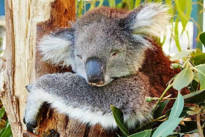 Pinnacles Day Tour - Practical Tips for Travelers