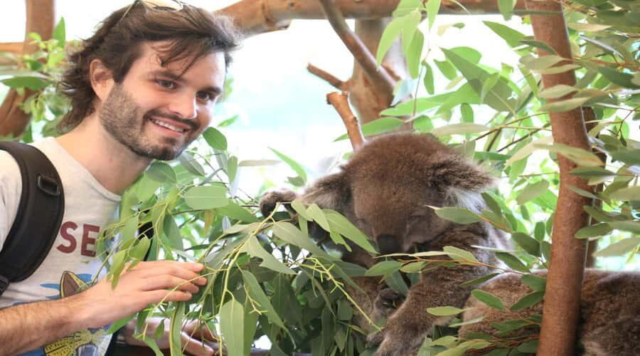 Pinnacles, Koalas, 4WD & Sandboarding Tour from Perth - What’s Included and What to Keep in Mind