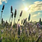 Pinnacles Lobster Yanchep Small Group Day Tour from Perth - What Travelers Say