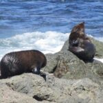 "Pinot to Palliser tour" - Guided tour to Cape Palliser vith lunch + winetasting - What’s Included and Why It Matters