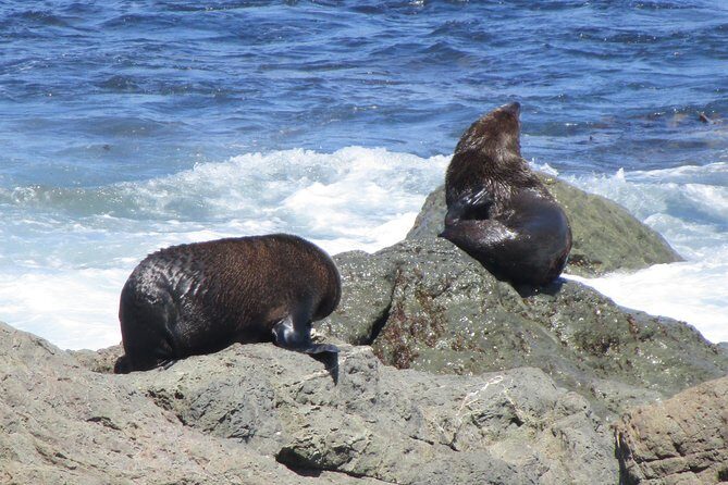 "Pinot to Palliser tour" - Guided tour to Cape Palliser vith lunch + winetasting - What’s Included and Why It Matters