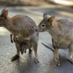 PJ Blue Mountains Supreme [Private Charter] - Why This Tour Offers Great Value