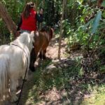 Pony Walking Adventure - Analyzing the Value and Practicalities