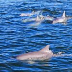 Port Adelaide: Dolphin and Maritime Cruise - FAQ