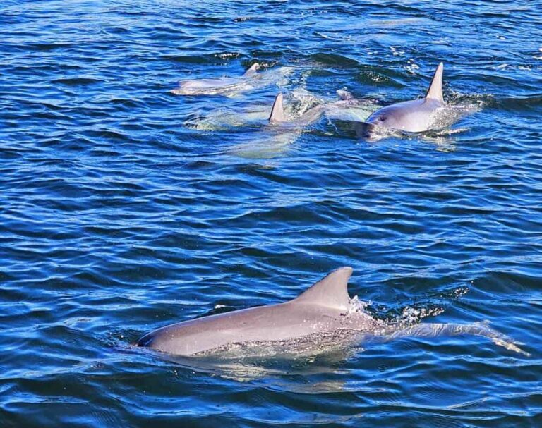 Port Adelaide: Dolphin and Maritime Cruise - FAQ