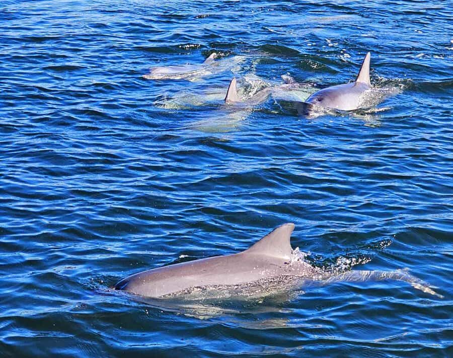 Port Adelaide: Dolphin and Maritime Cruise - FAQ