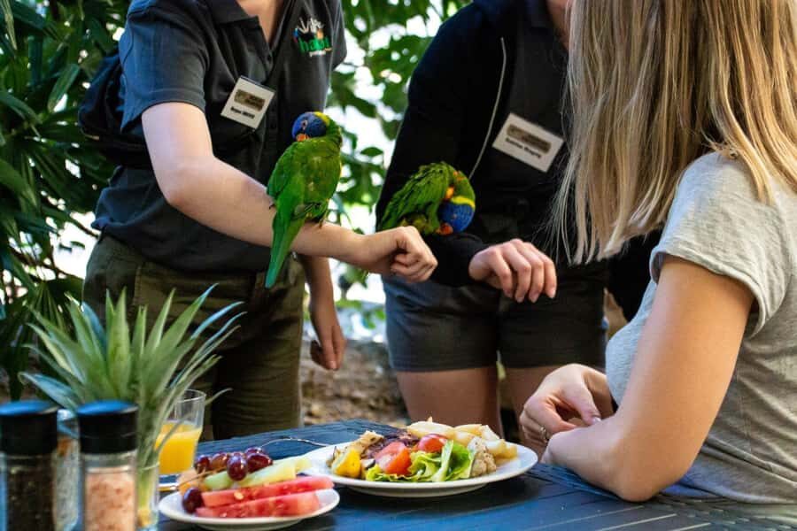 Port Douglas: Breakfast with the Birds - What to Expect and How to Prepare