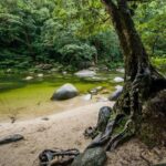 Port Douglas Daintree National Park Boutique Full-Day Tour - Analyzing the Value: Is It Worth It?