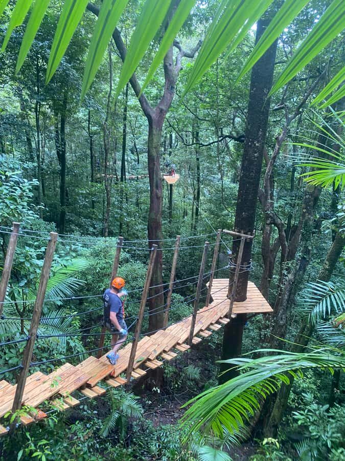 Port Douglas: Daintree National Park Tour, Cruise, & Zipline - What Makes This Tour Stand Out?