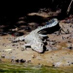 Port Douglas: Daintree Rainforest and Cape Tribulation Tour - Who Would Enjoy This Tour?