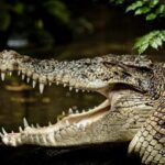 Port Douglas: Daintree Rainforest and Mossman Gorge Tour - Transport, Timing, and Overall Value