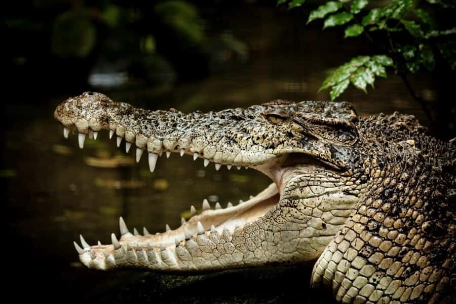 Port Douglas: Daintree Rainforest and Mossman Gorge Tour - Transport, Timing, and Overall Value