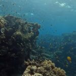 Port Douglas: Half Day Outer Reef Snorkelling Tour - What the Reviews Say