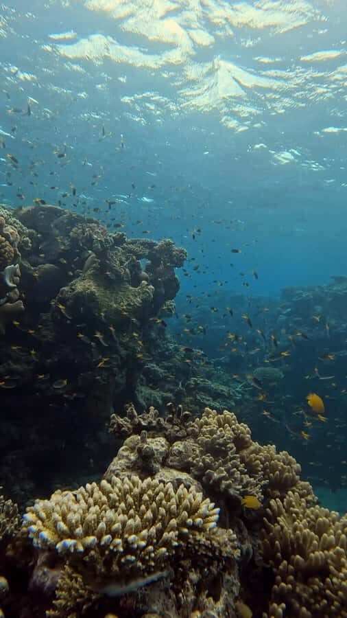 Port Douglas: Half Day Outer Reef Snorkelling Tour - What the Reviews Say