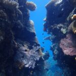 Port Douglas: Outer Great Barrier Reef Snorkeling Cruise - What Makes This Tour Stand Out