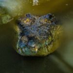 Port Douglas: Wildlife Habitat Croc Feed Experience & Entry - The Value of This Croc Encounter