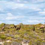 Port Lincoln: Lincoln National Park Sunset Sand Dunes Tour - Who Should Book This Tour?