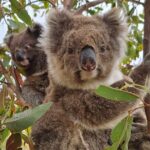 Port Lincoln Mikkira Station Wild Koala Safari Tour - Exploring Mikkira Station and Its Wild Koalas