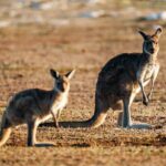 Port Lincoln National Park Half day Tour - Who is this tour best for?
