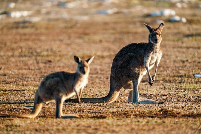 Port Lincoln National Park Half day Tour - Who is this tour best for?