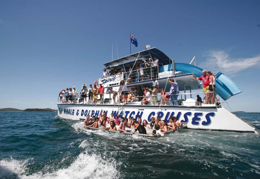 Port Stephens: Dolphin Watch Cruise with Swimming and Slides - The Dolphin Search: A Natural Spectacle