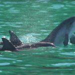 Port Stephens: Dolphin Watch & Eco Adventure - Authentic Reviews & Feedback