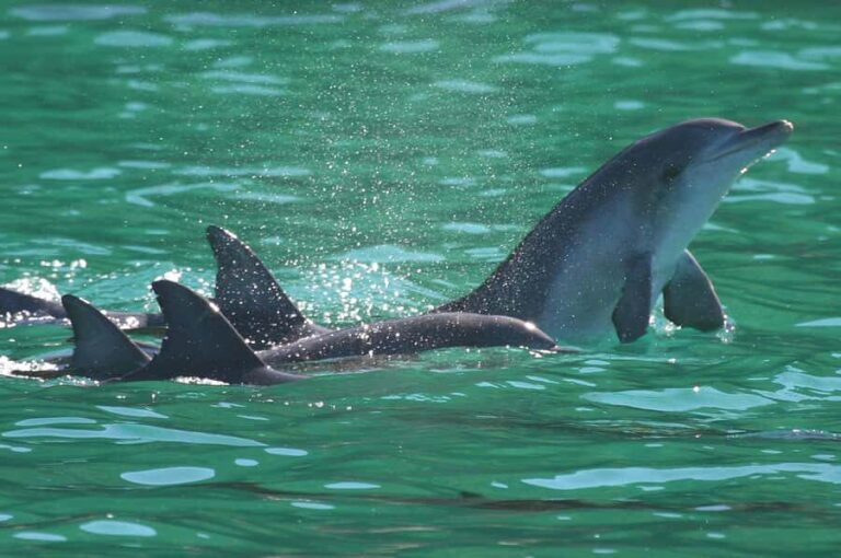 Port Stephens: Dolphin Watch & Eco Adventure - Authentic Reviews & Feedback