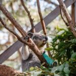 Port Stephens: Koala Sanctuary General Admission Ticket - The SKYwalk: A Tree-Top Adventure