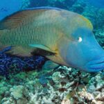 Poseidon Outer Great Barrier Reef Snorkeling and Diving Cruise from Port Douglas - Who This Tour Is Best For