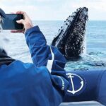 Premier Whale Watching Byron Bay - What Makes This Tour Stand Out?